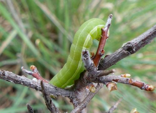 Réf. 244 082 : Aporophyla lueneburgensis
